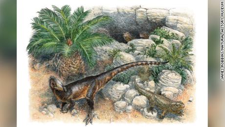 Dinky was the smallest of its kind when it roamed Wales 200 million years ago