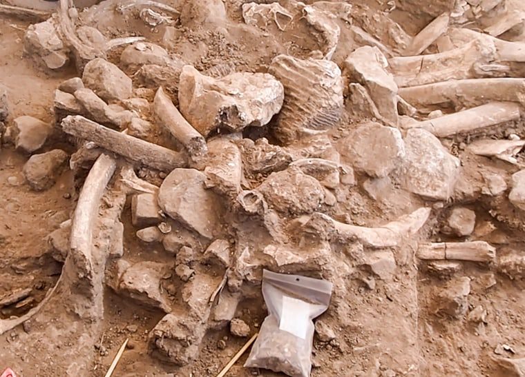 A mixture of ribs, fractured skull bones, molars, bone fragments, and gravel belonging to a mammoth have been excavated in New Mexico.  It was preserved under the skull and tusks of an adult mammoth.