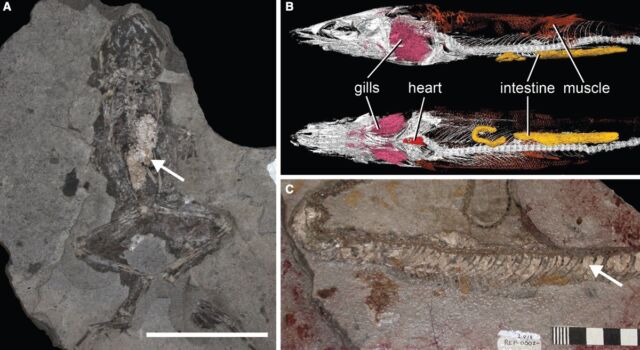 Examples of phospholipid soft tissues in fossils: (a) The stomach of a frog with a phospholipid vacuum;  (b) Micro-CT image of a Brazilian fish fossil with pharyngeal internal organs;  (c) Colobrid snake with phosphate skin.