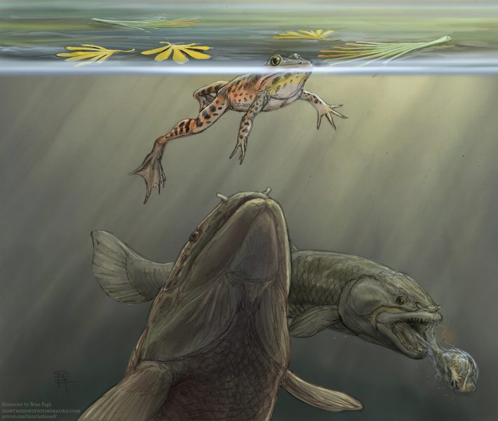 Illustration of a prehistoric fish approaching an oblivious frog at the surface of the water, and another fish tossing a frog into the background
