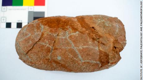 The image is a fossilized egg belonging to Macroolithus yaotunensis, which was examined as part of the research. 